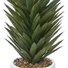 Agave Sisalana II Succulent