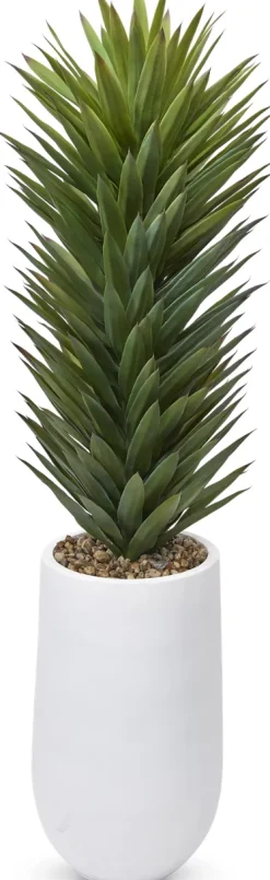 Agave Sisalana II Succulent
