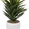 Agave Sisalana I Succulent