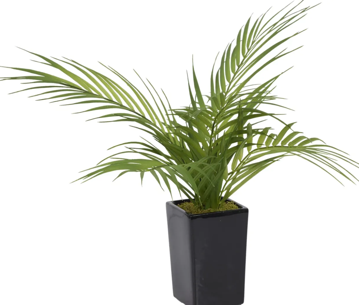 Areca Palm II Floral