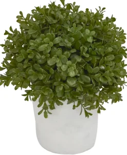 Boxwood Shrub Greenery