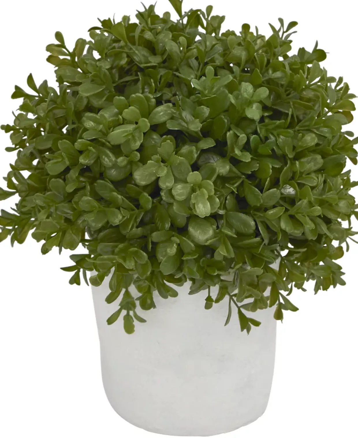 Boxwood Shrub Greenery