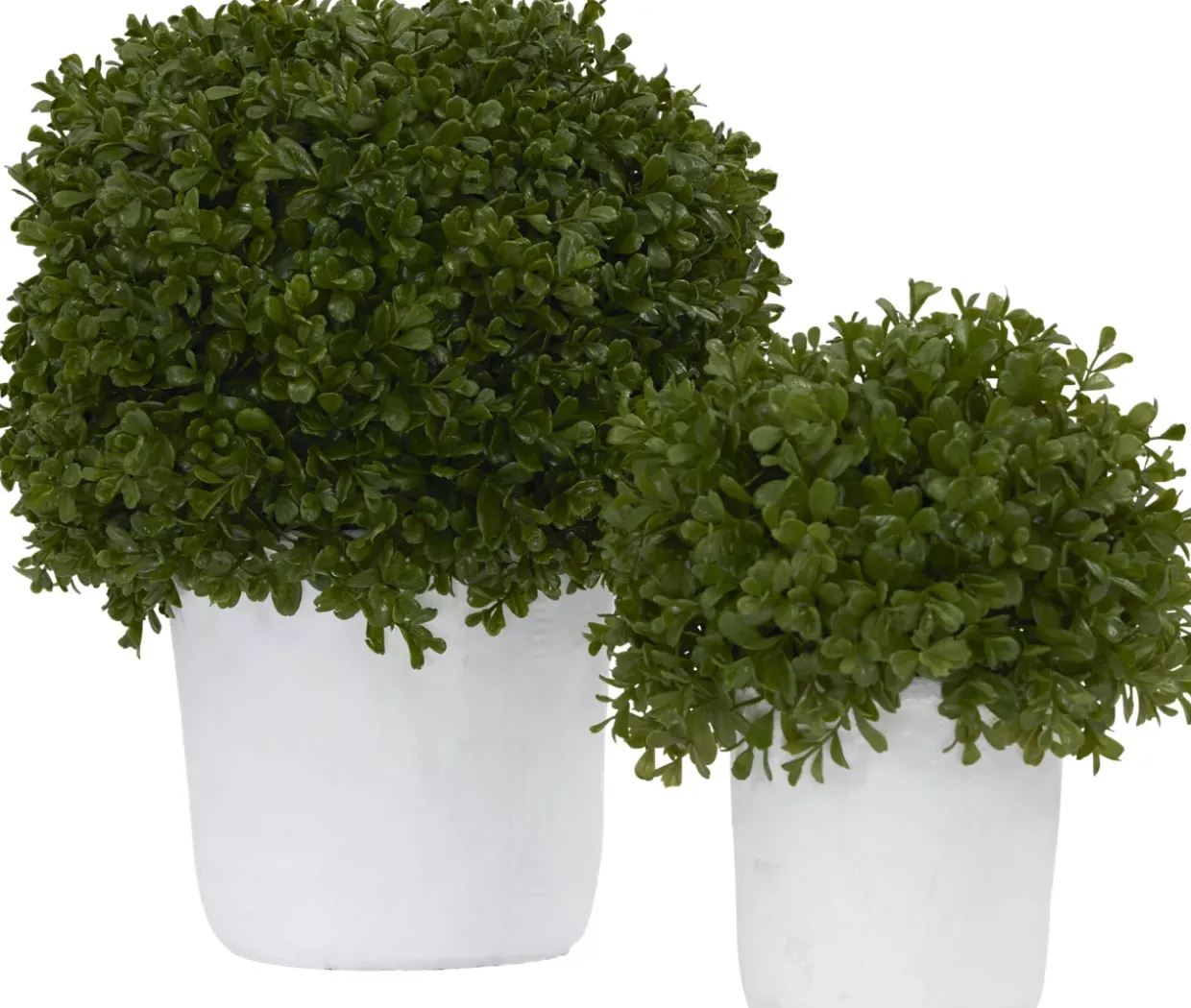Boxwood Shrub Greenery