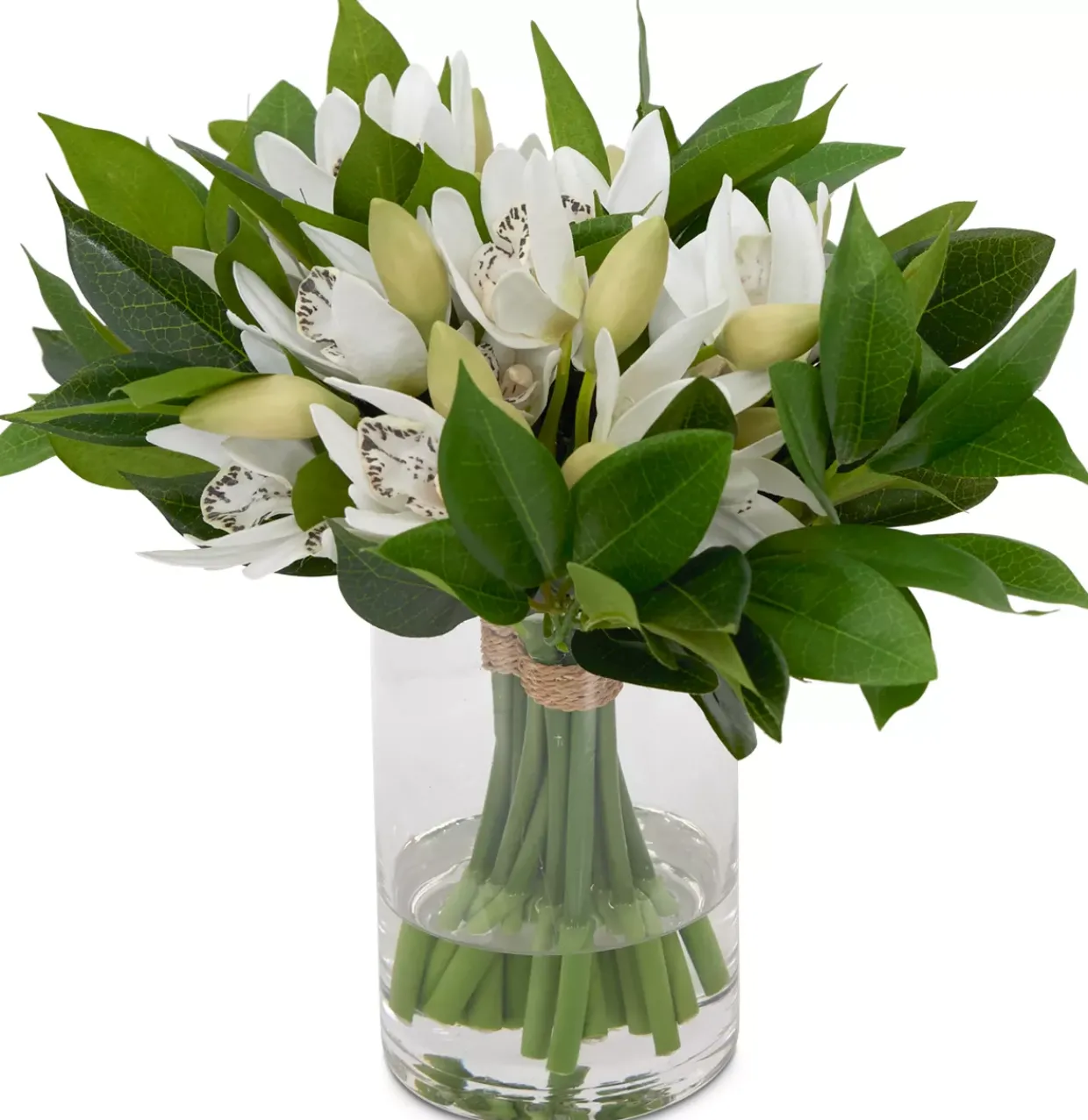 Cymbidium Floral