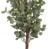Eucalyptus Tree