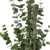 Eucalyptus Wood Greenery