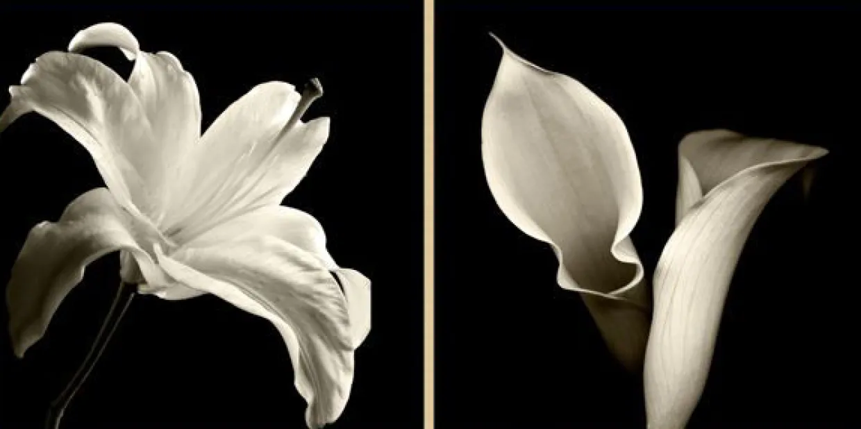 Floral Shadows Framed Art
