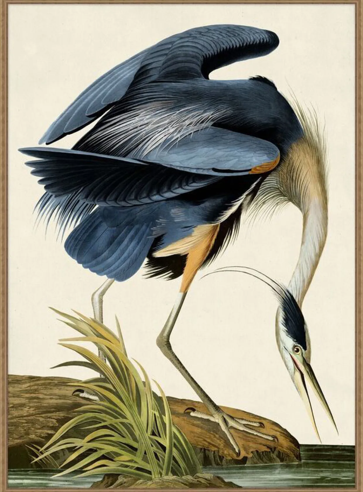 Grand Blue Heron Framed Art