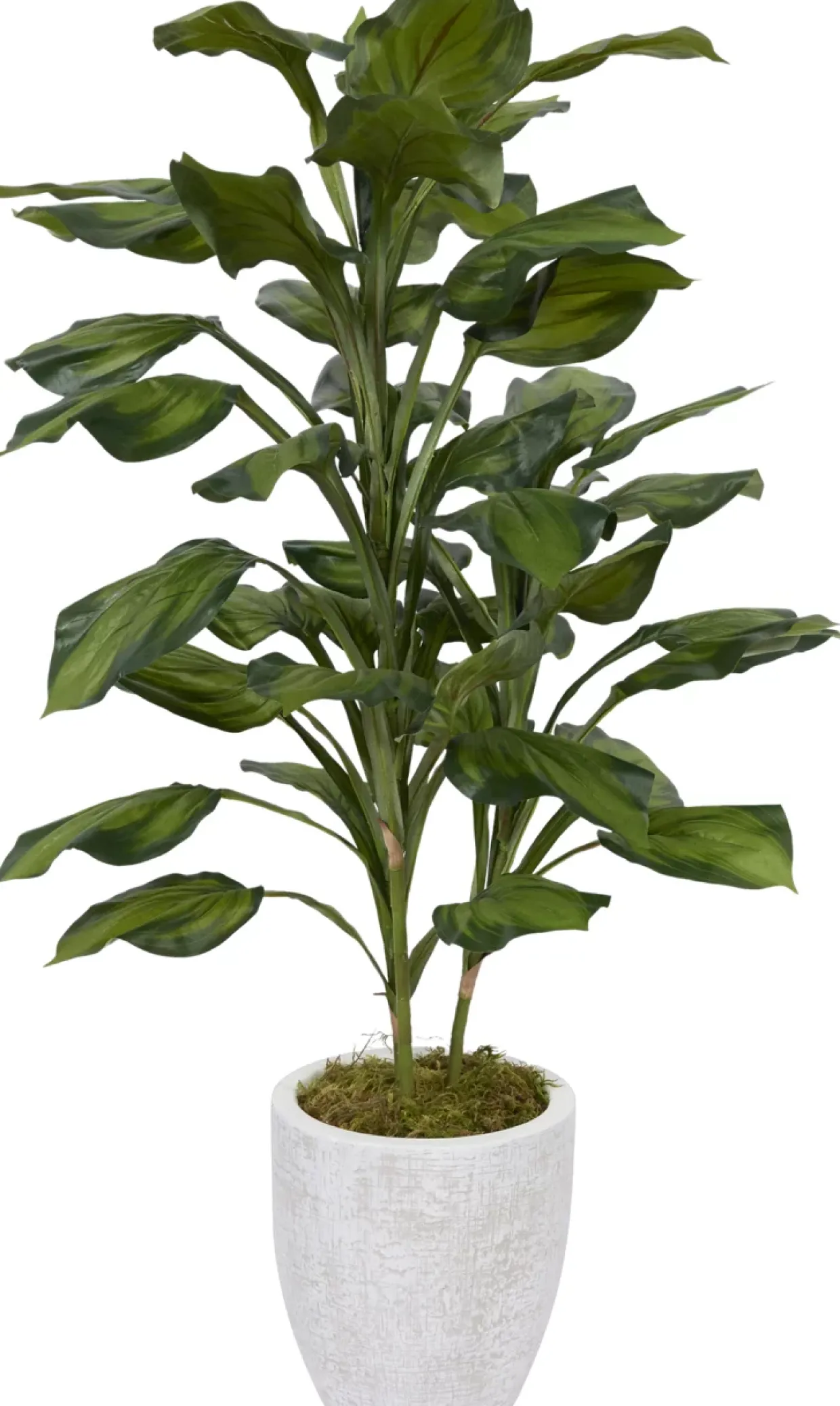 Hosta Floral