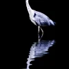 Night Reflections Wall Decor