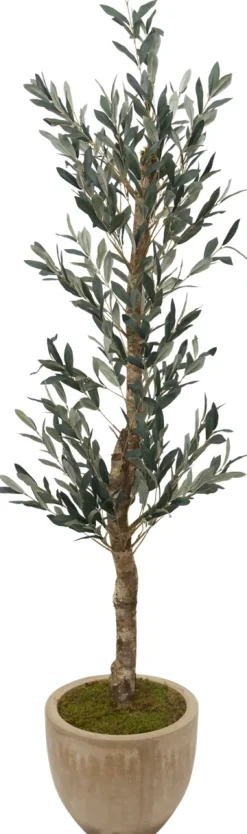 Olive II Tree