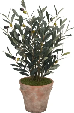 Olive Spray II Greenery