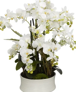 Orchid Floral