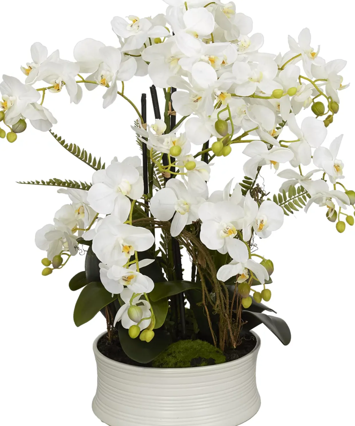Orchid Floral