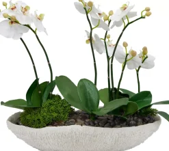 Orchid Skimmia Floral