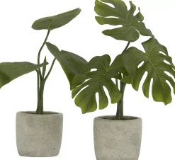 Philodendron Greenery