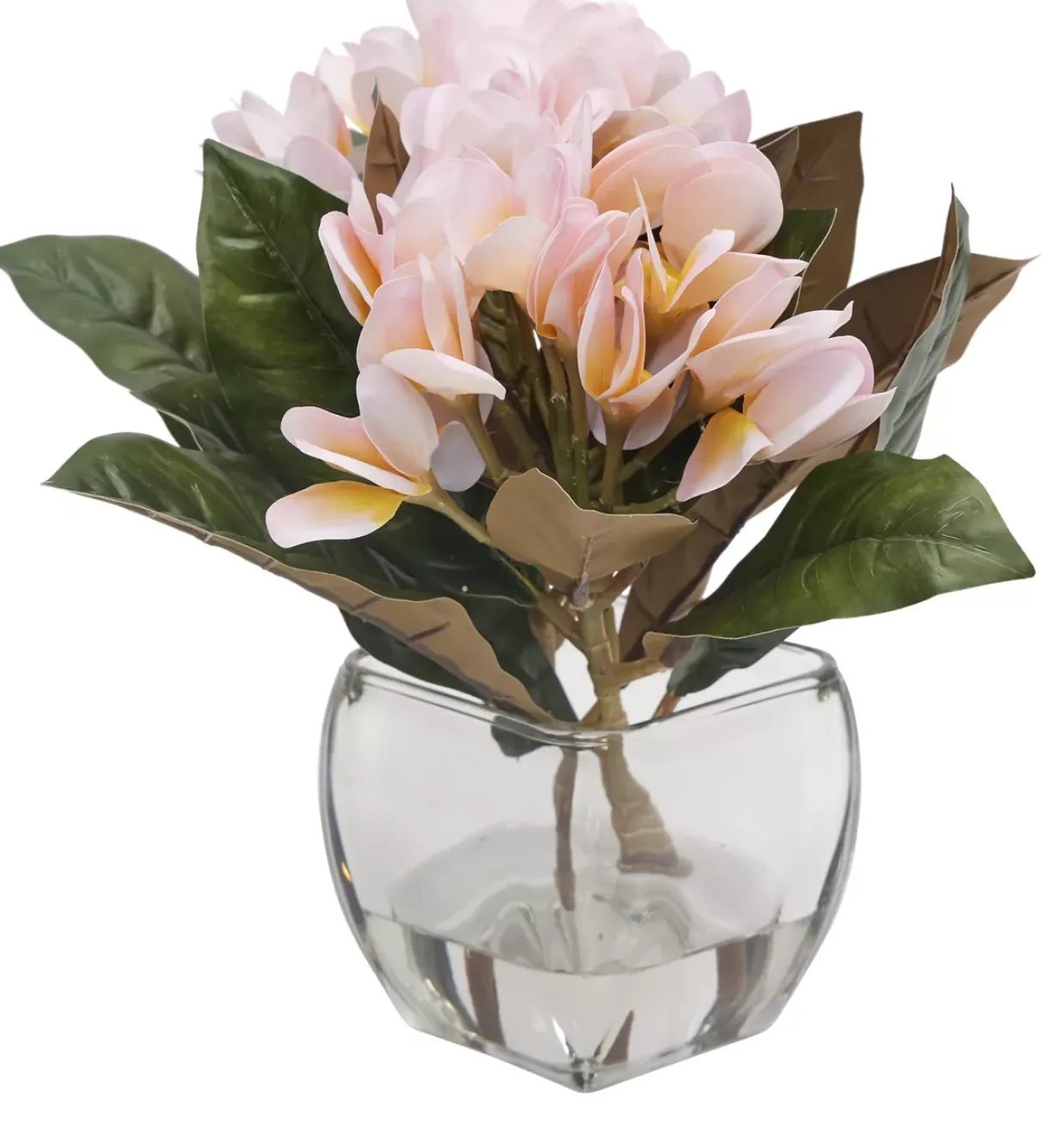 Plumeria Floral