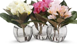 Plumeria Floral