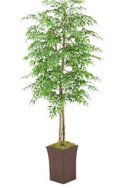 Ruscus Tree