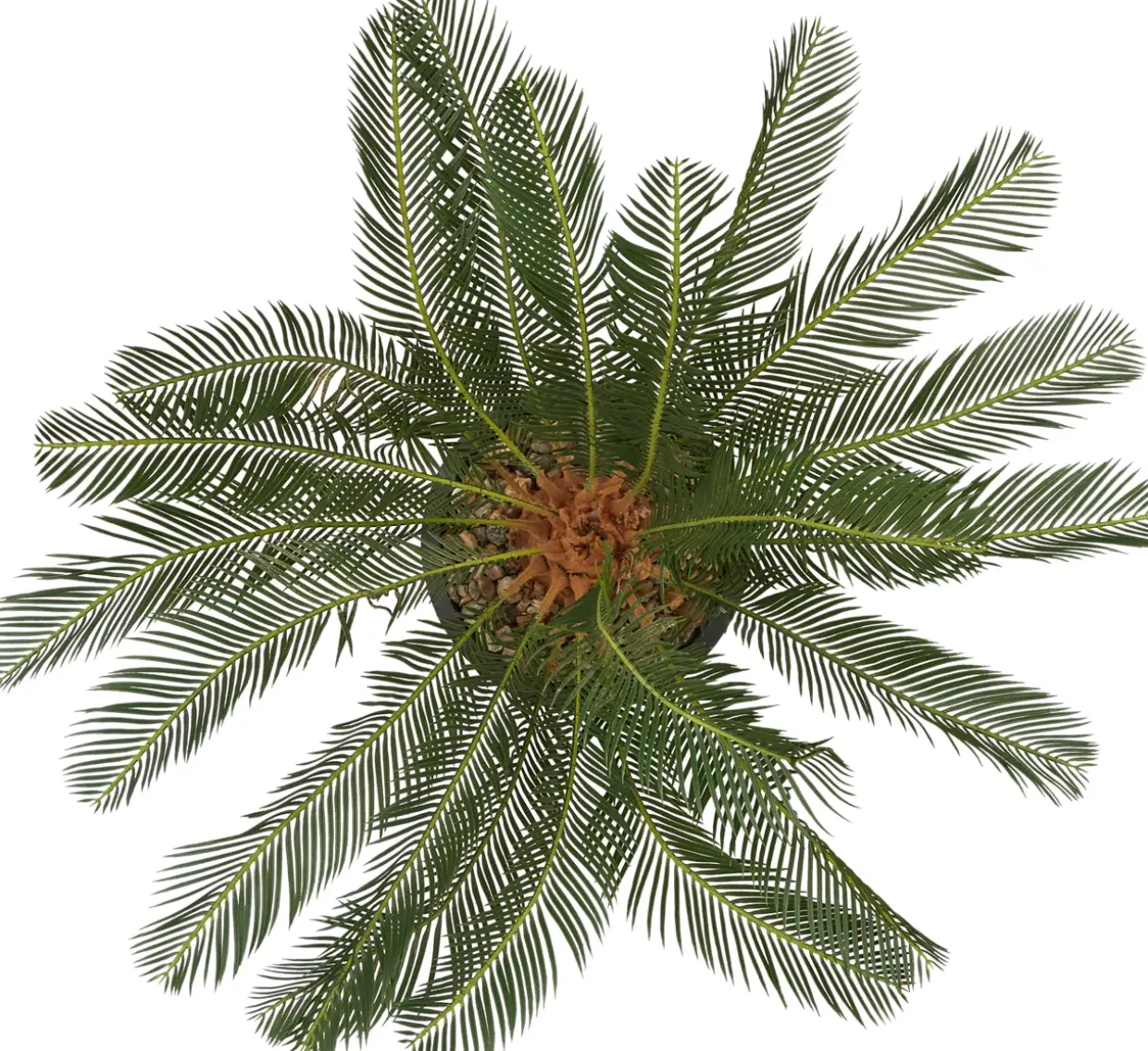 Sago Cycas Tree