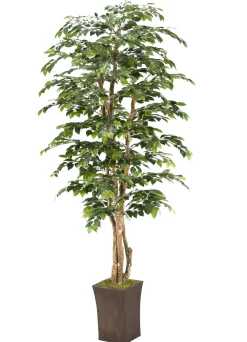 Sakaki Tree