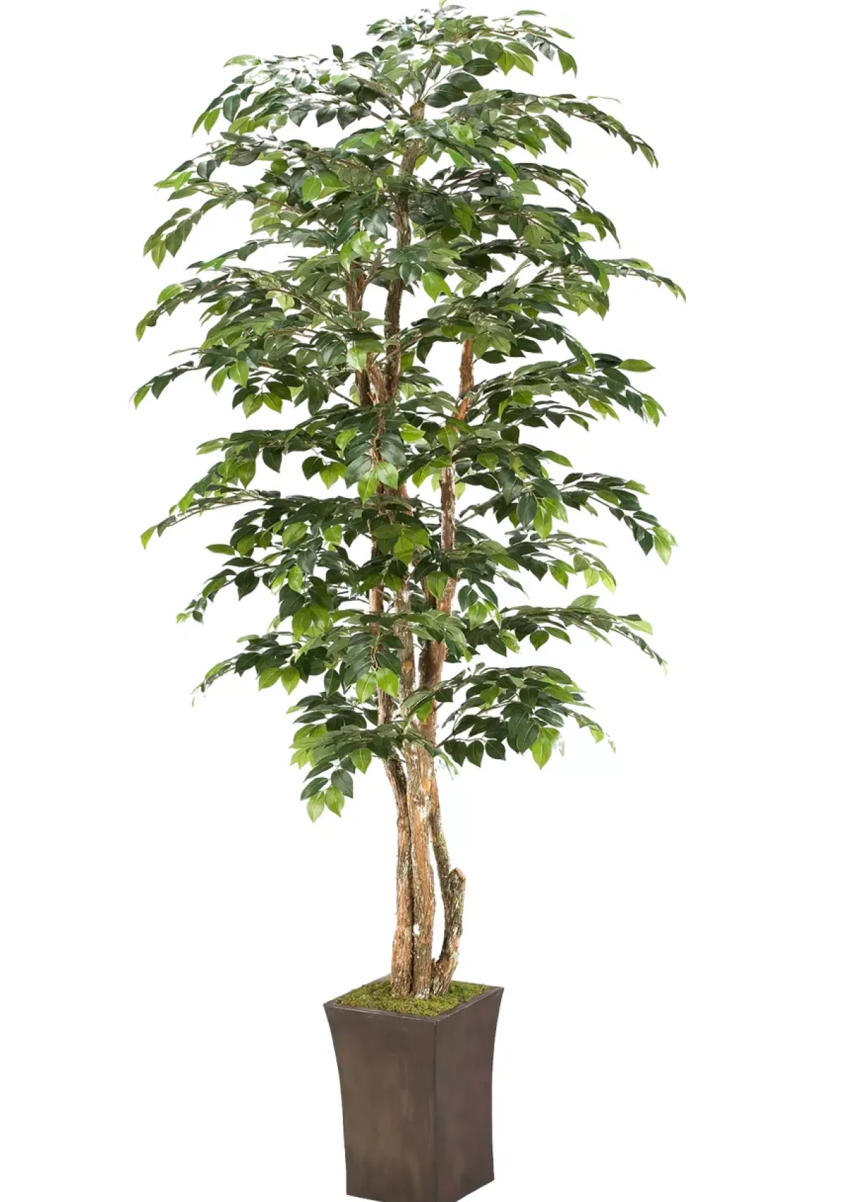 Sakaki Tree