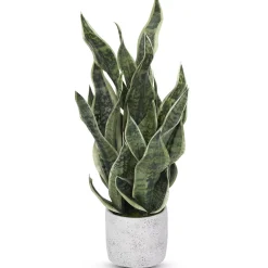 Sansevieria Greenery