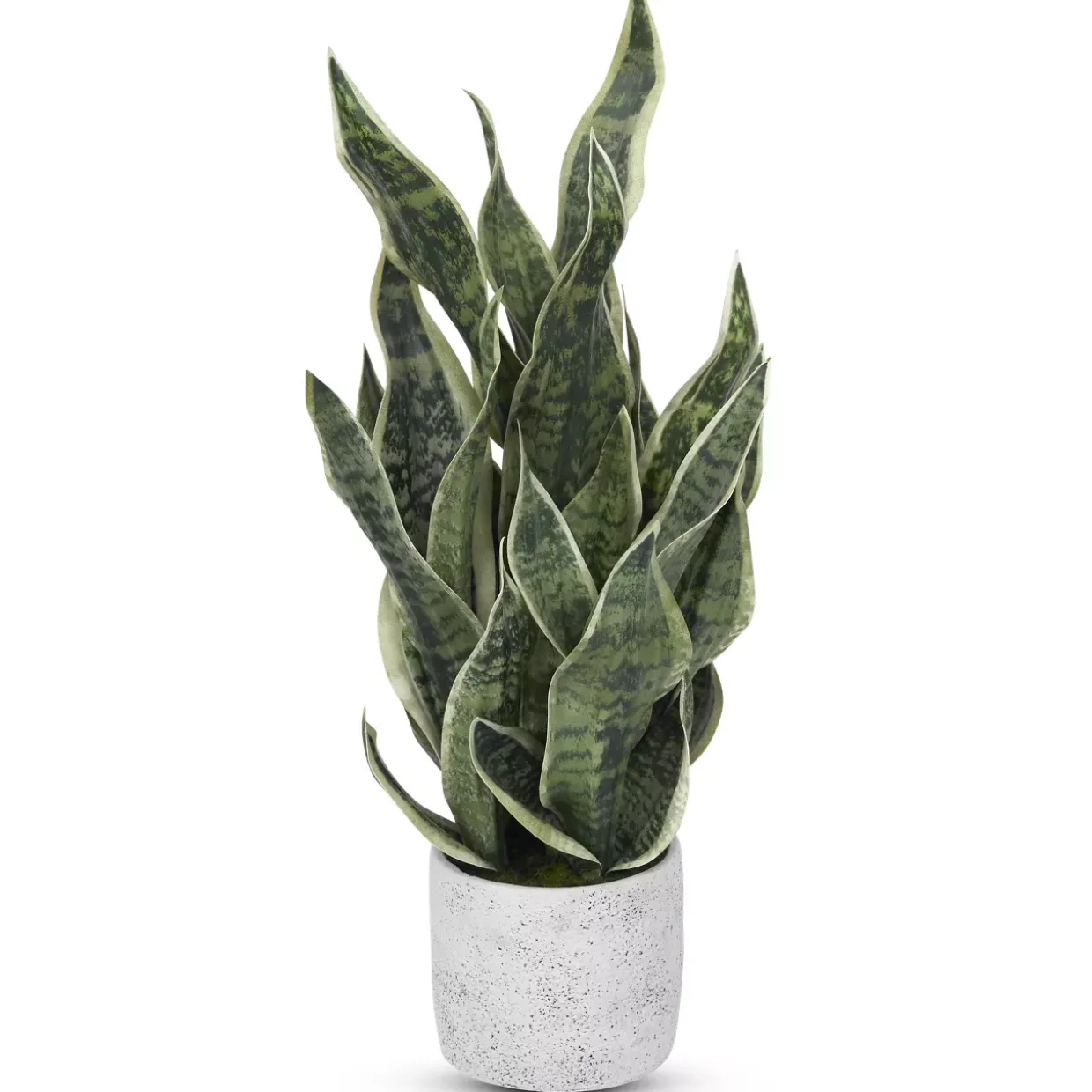 Sansevieria Greenery