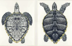 Sea Turtle Framed Art