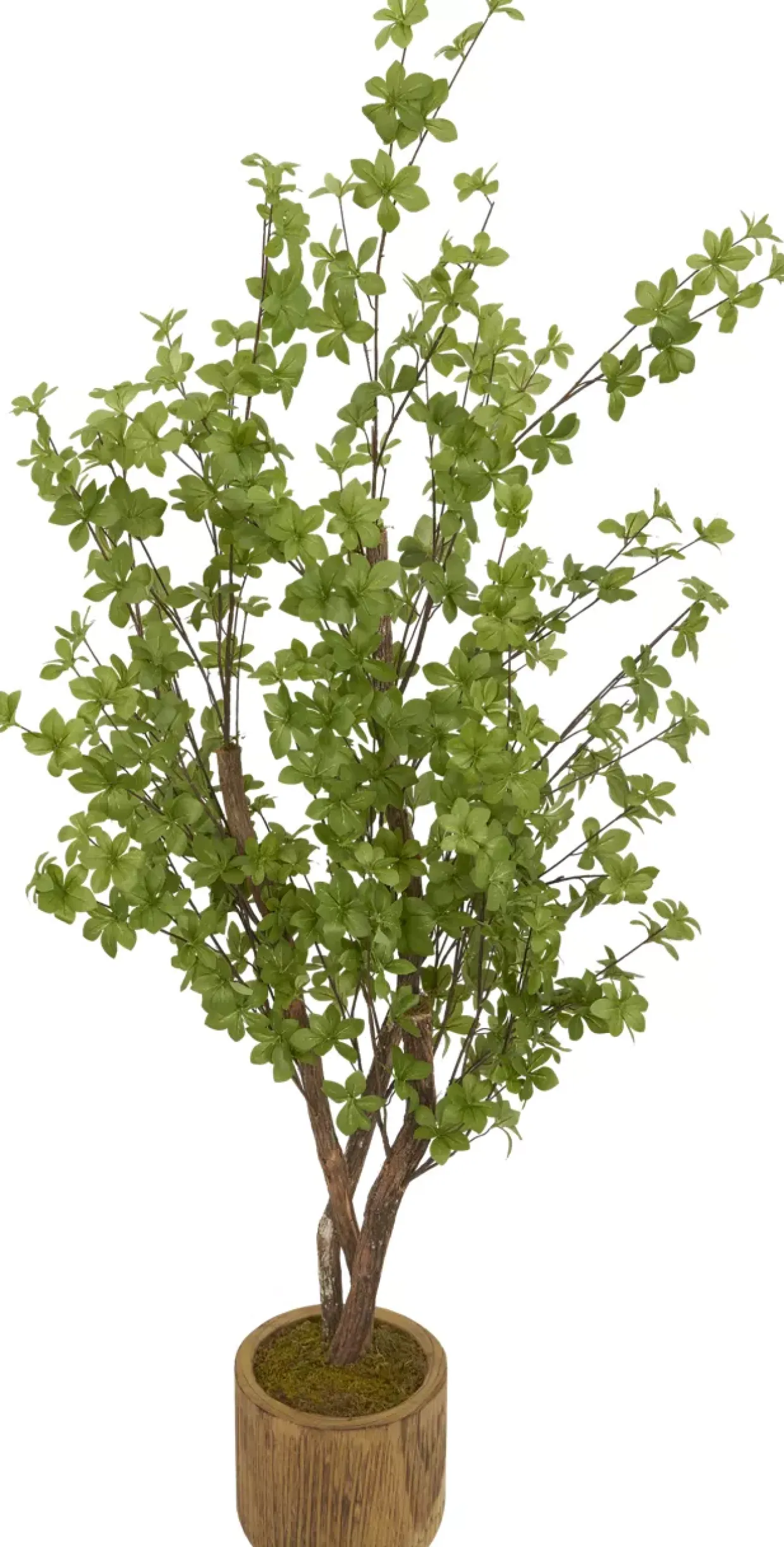 Star Tree