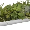 Succulent Boat Succulent