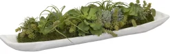Succulent Boat Succulent