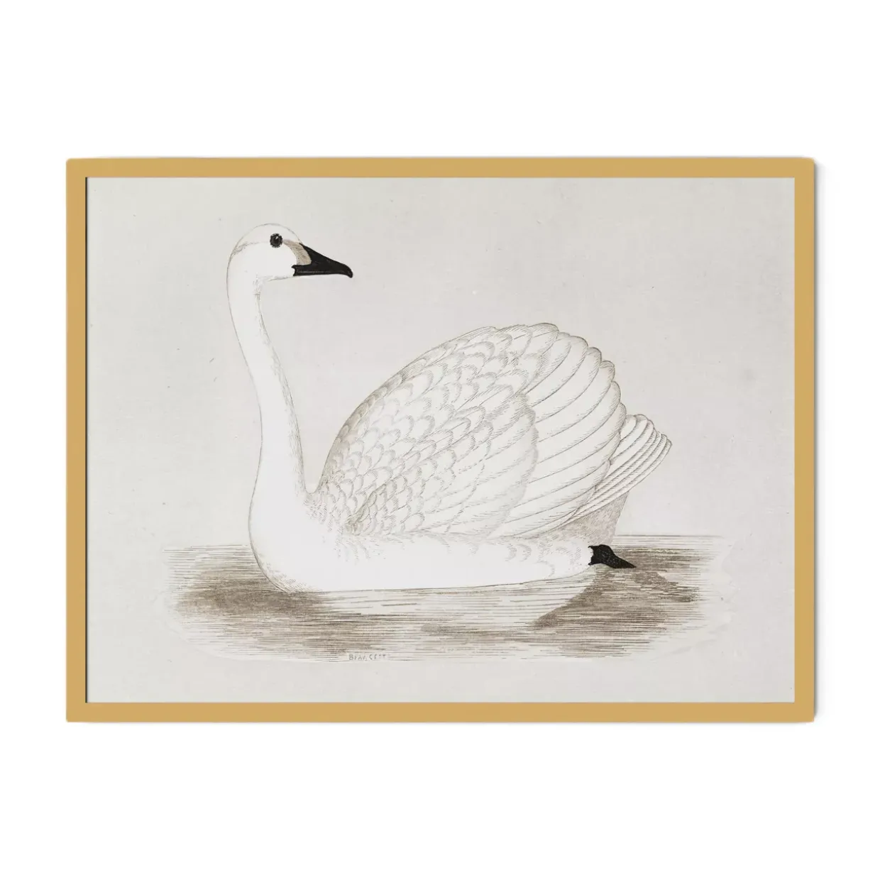 Vintage Swan Wall Art