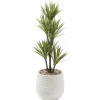 Yucca Tree