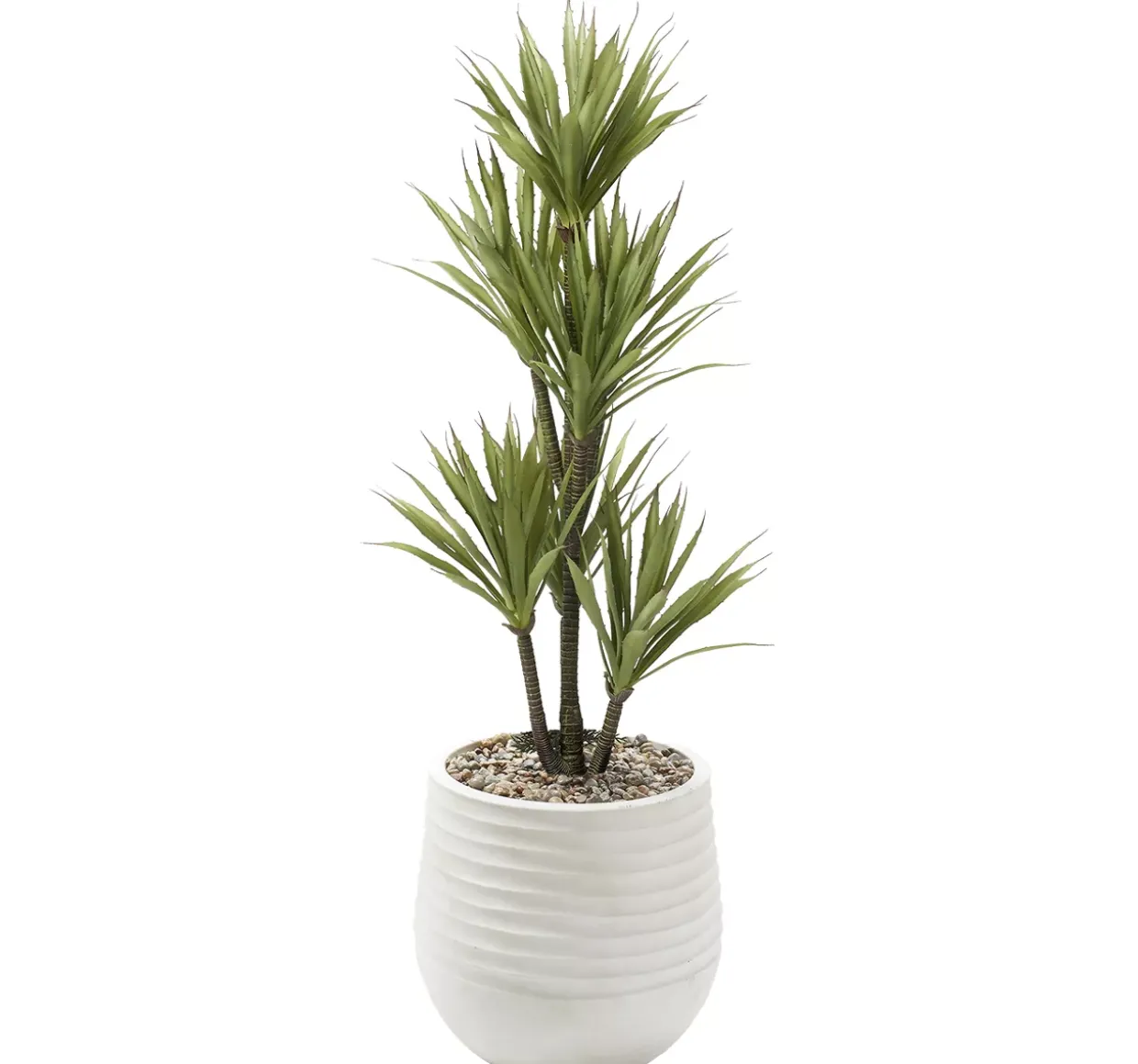 Yucca Tree