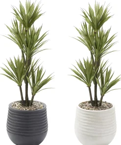 Yucca Tree